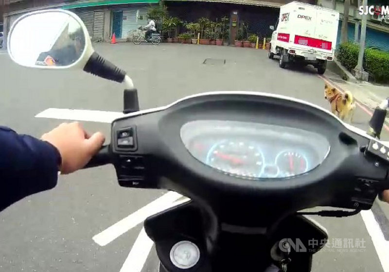 新北市蘆洲區日前有員警騎機車巡邏時,發現路旁疑有迷途柴犬,沒想到一停車,柴犬就直接跳上踏板,彷彿希望警察能帶牠回家。(翻攝照片)中央社記者王鴻國傳真 110年3月3日