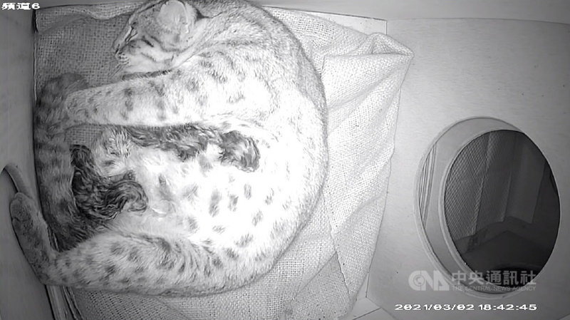 台北市立動物園3日表示,因救傷而照養在園內的台灣本土瀕危物種石虎「平平」2日產下3隻石虎寶寶,這是超過20年來園內再度有石虎生產。(台北市立動物園提供)中央社記者陳昱婷傳真 110年3月3日