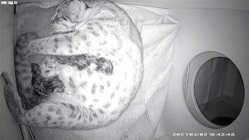 台北市立動物園3日表示,因救傷而照養在園內的台灣本土瀕危物種石虎「平平」2日產下3隻石虎寶寶,這是超過20年來園內再度有石虎生產。(台北市立動物園提供)中央社記者陳昱婷傳真 110年3月3日