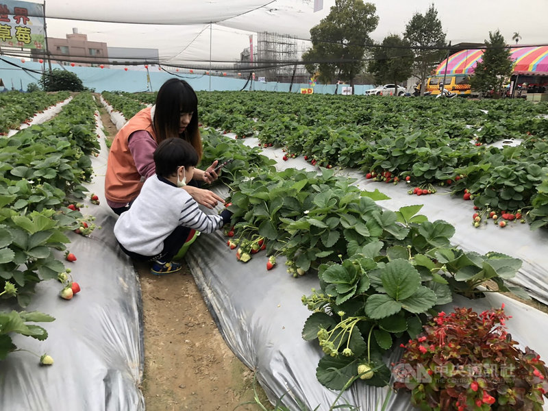 台中草莓農許明興指出,很多人常誤以為農曆春節後草莓季就結束了,但其實到3月底都是草莓盛產時期。圖為一家幼兒園安排孩子們前往許明興果園體驗採草莓。中央社記者趙麗妍攝 110年3月4日