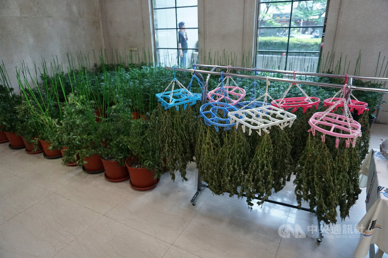 胡姓男子承租嘉義縣太保市2處透天厝栽種大麻,刑事局4日表示,掌握情資前往逮人,查獲出90棵大麻活株(圖)及大批器具,警訊後把胡男移送法辦。中央社記者劉建邦攝 110年3月4日