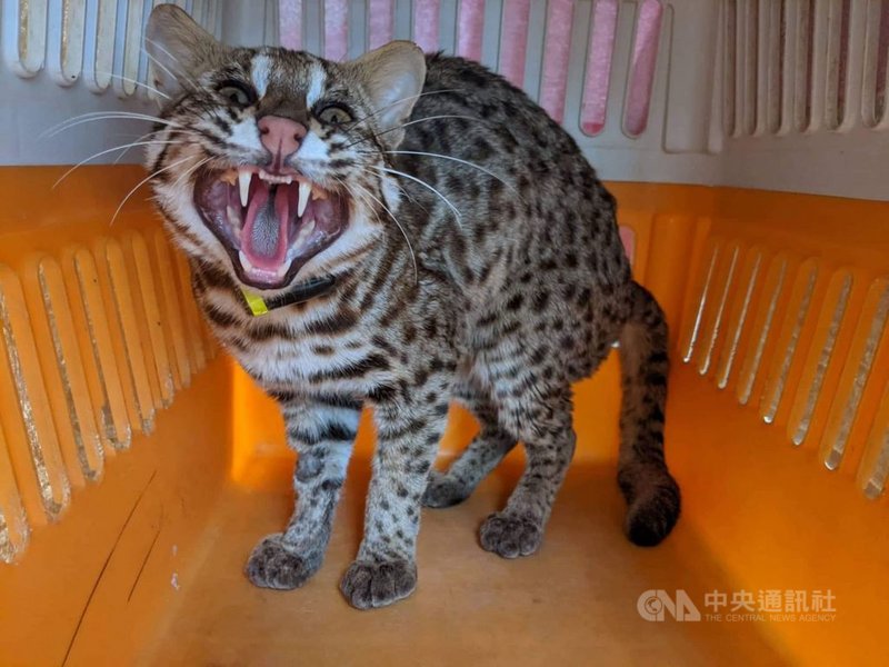 特生中心石虎團隊在2個雞舍各捕得1隻公石虎,取名永哥、盛哥,裝上發報器野放並持續追蹤個體,也輔導雞農改善禽舍。圖為石虎「盛哥」繫上發報器野放前模樣。(特生中心提供)中央社記者蕭博陽南投縣傳真 110年3月5日