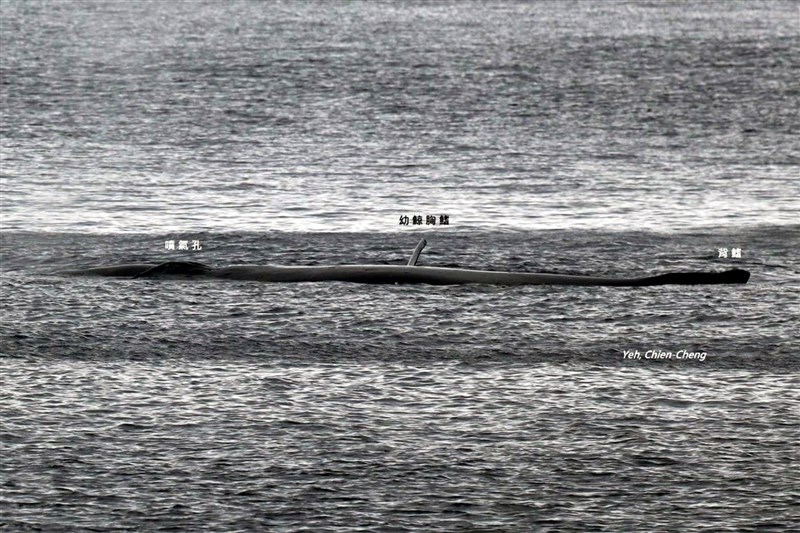 蘭嶼、綠島海域最近出現大翅鯨母子優游,疑似有遊客追逐,鯨豚專家葉建成表示,在蘭嶼出現的母鯨體長約16至18米,呼籲在岸邊觀賞就能感受到震撼,切勿追逐靠近。(葉建成提供)中央社記者盧太城台東傳真 110年3月5日