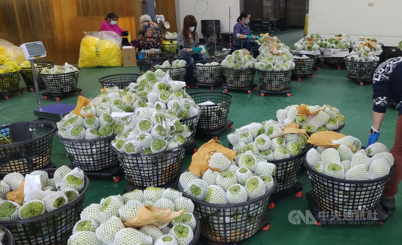 台東縣政府農業處5日表示,媒體報導台東鳳梨釋迦產地收購價格暴跌,引起民眾恐慌,農業處向盤商調查、走訪農民,並非如外界傳言,且根據縣府及相關農會統計,目前鳳梨釋迦出口總產約8至9成,並無衝擊價格。中央社記者盧太城台東攝 110年3月5日