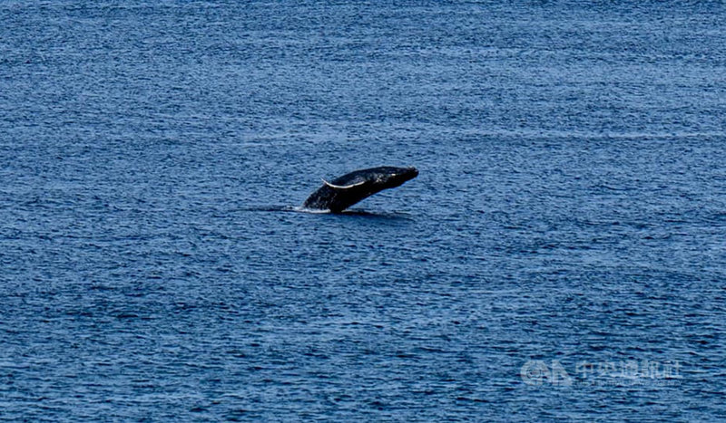 蘭嶼、綠島海域最近出現大翅鯨母子優游,但疑似有船隻企圖靠近並追逐,海洋委員會海洋保育署表示,企圖靠近或追逐將迫使動物行為改變或驚嚇,呼籲遊客及船家應特別注意,避免因騷擾鯨豚而觸法。(顏子矞提供)中央社記者盧太城台東傳真 110年3月5日