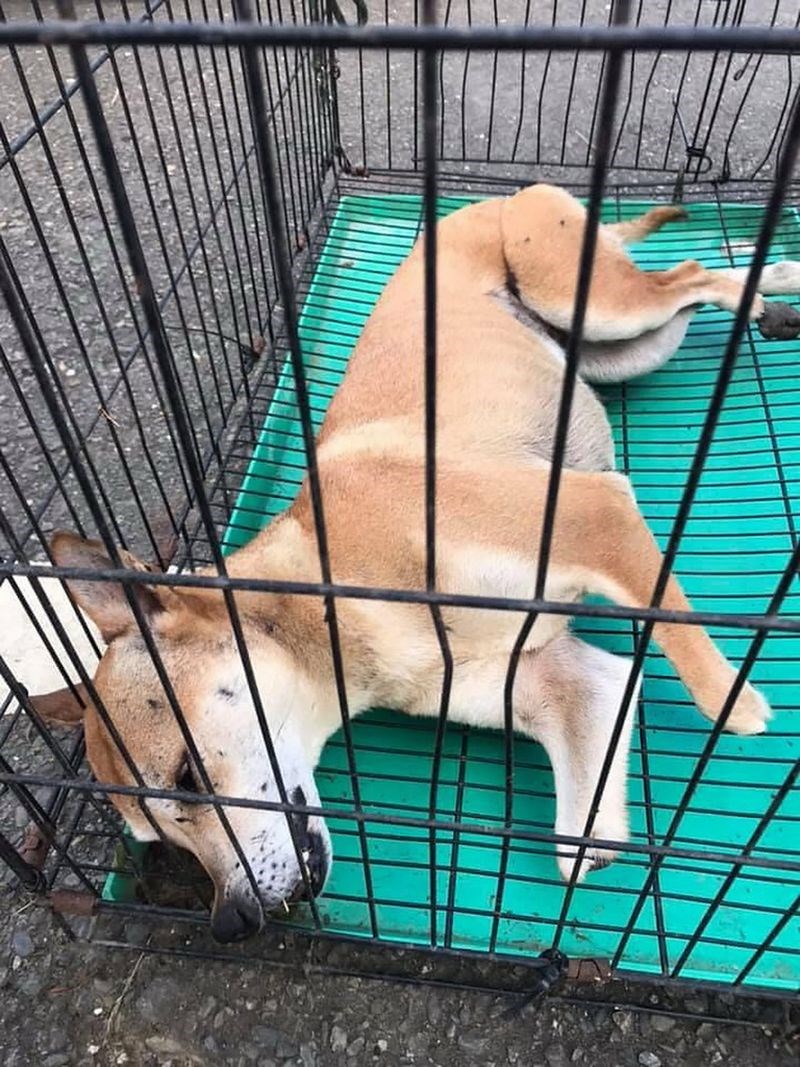 嘉義縣家畜疾病防治所5日表示,109年12月底獲報在梅山鄉龍眼林大尖山與二尖山附近常聽到犬隻哀嚎,搜查發現該區域9成以上犬隻遭山豬吊夾傷殘廢。(嘉義縣家畜疾病防治所提供)中央社記者蔡智明傳真 110年3月5日