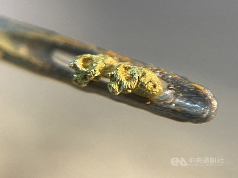 新北市文化局舉辦「工藝之華-新北市台灣工藝之家」聯展,6日開幕,集結新北14名國家級工藝師作品,其中毫芒雕刻師陳逢顯展示黃金生肖雕刻作品,於針孔上呈現水牛吉祥物。(陳逢顯提供)中央社記者黃旭昇新北市傳真 110年3月6日