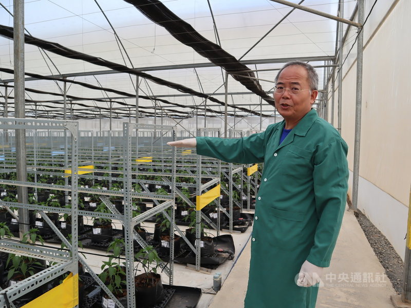 台商賴宏南在越南大叻打造「農業界的晶圓代工廠」,幫全球蔬菜種子公司生產茄科「F1種子」。他說,最珍貴蕃茄品種,客戶端1公斤可賣到40萬歐元(新台幣1334萬元),比等重的黃金還值錢。中央社記者陳家倫大叻攝 110年3月6日