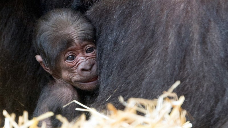 移居荷蘭阿培浩靈長類公園(Apenheul Primate Park)的金剛猩猩「寶寶」第一次繁殖成功,喜迎金剛Baby 。(台北市立動物園提供)