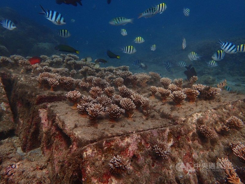 澎湖縣政府推動海洋棲地復育有成,馬公鎖港杭灣的珊瑚海洋花園,109年吸引6萬名遊客造訪,杭灣的成功經驗未來將在其他適合珊瑚生長的澎湖海域推廣。(澎湖縣政府提供)中央社 110年3月8日