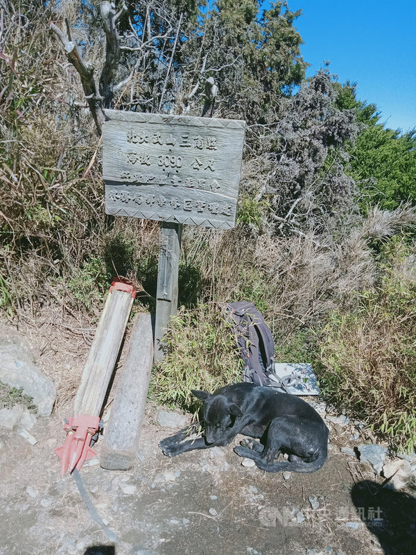 北大武山有隻小黑狗常在山間出入,或陪伴山友攻頂,北大武山檜谷山莊莊主吳德發8日在臉書分享登頂狗的故事,並籲山友別再餵食,因為牠們不屬於山上動物。(吳德發提供)中央社記者郭芷瑄傳真 110年3月8日