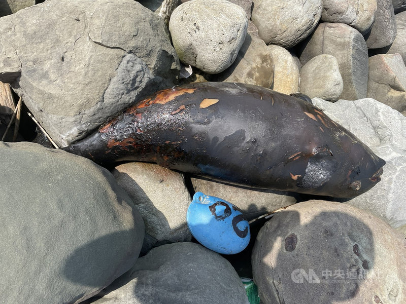 彰化縣芳苑鄉永興排水3號水門堤防外8日發現1隻死亡鯨豚，中華鯨豚協會人員到場後，確認死亡鯨豚品種為瀕絕的「江豚」，死因需解剖才能確認。（翻攝照片）中央社記者吳哲豪傳真 110年3月9日
