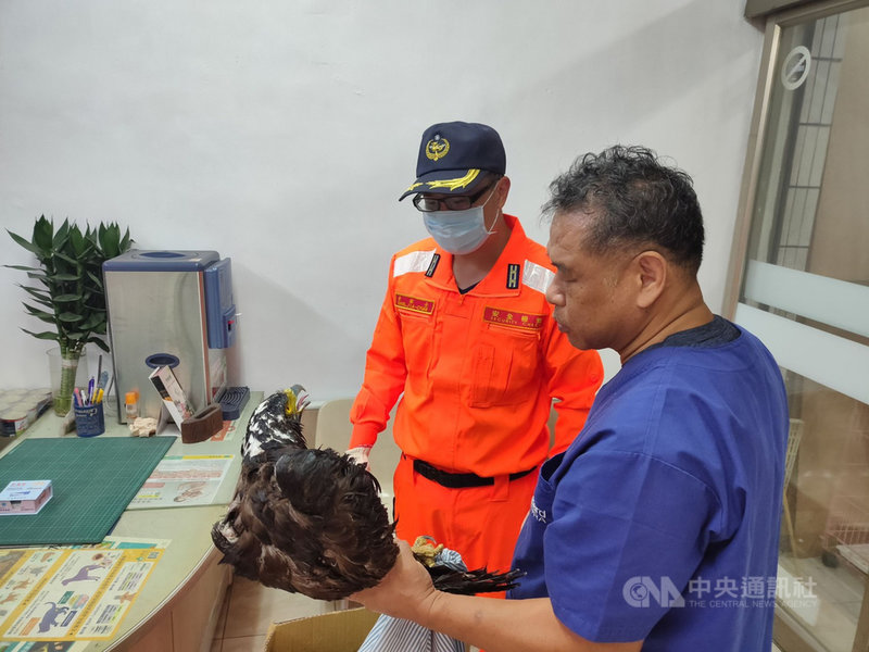 海巡署枋山安檢所守望人員8日下午發現海上有異常漂浮物,請漁民前往察看,赫然發現是保育類大冠鷲,立即救援送醫。(海巡署提供)中央社記者郭芷瑄傳真 110年3月9日
