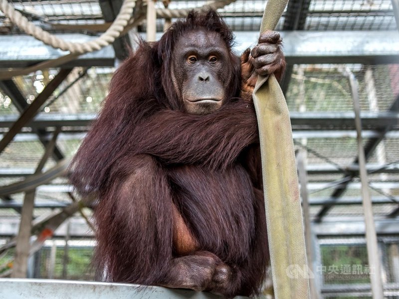台北市立動物園表示,婆羅洲人猿「小乙」準備在今年產下第二胎,經保育員長期為動物醫療所進行的親近訓練培養信任感,「小乙」成為全台第一隻透過超音波產檢的人猿媽媽。(動物園提供)中央社記者陳怡璇傳真 110年3月10日