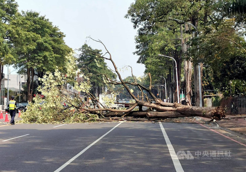 嘉義市環保局表示,10日下午獲報在大雅路一段有一株約3層樓高的黑板樹連根倒下,整株橫躺車道,所幸並未波及車輛與行人,環保局也立即派人前往移除。(嘉義市政府提供)中央社記者黃國芳傳真 110年3月10日