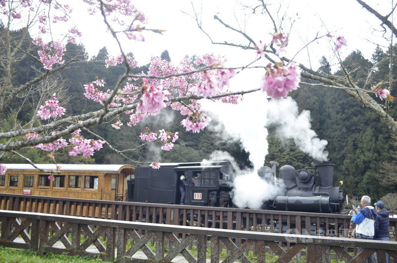 阿里山林業鐵路及文化資產管理處搭配花季開幕活動,10日啟動31號蒸汽火車附掛台灣檜木車廂,來回行駛阿里山車站至沼平車站;遊客紛紛拿起手機、相機拍下火車穿越櫻花的美麗時刻。中央社記者蔡智明攝 110年3月10日