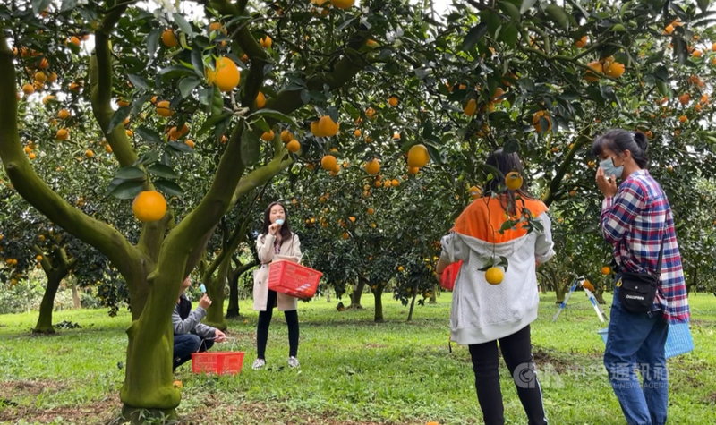 經歷2個春天、14個月成長,邊開花邊採收的水果「香丁」上市了,營養豐富,酸甜多汁。中央社記者盧太城台東攝 110年3月13日