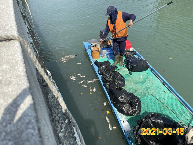 台南運河永華橋等處發現死魚,環保局15日接獲通報後立即派員進行清除作業,並採樣進一步化驗水質,釐清死魚發生原因。(台南市政府提供)中央社記者楊思瑞傳真 110年3月15日