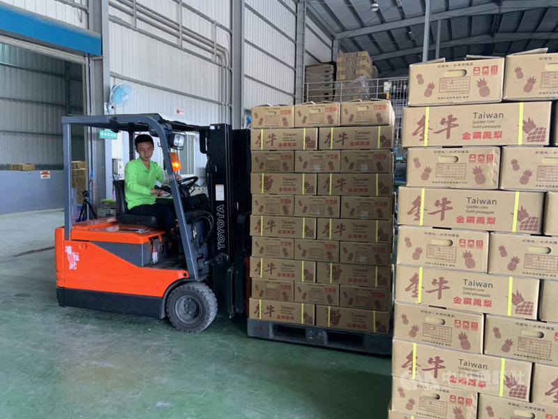 高雄大樹金鑽鳳梨15日在冠瀧果菜運銷合作社裝櫃銷往加拿大,這是今年高雄鳳梨首發加拿大,共裝櫃16.8公噸。(高雄市農業局提供)中央社記者王淑芬傳真 110年3月15日