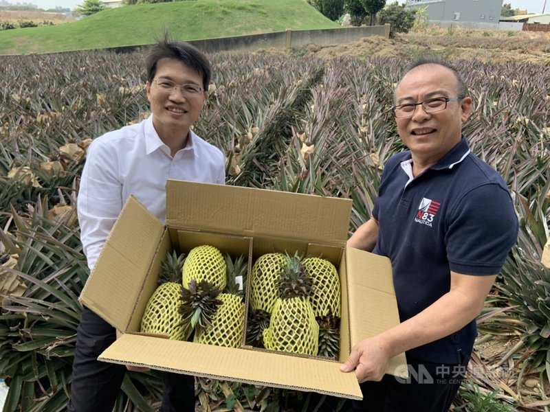 高雄大樹金鑽鳳梨15日裝櫃,將外銷加拿大,高雄市政府農業局代理局長王正一(左)指出,這次鳳梨外銷加拿大,特別強化運輸過程的冷鏈溫度控制,盼繼續擴大加拿大市場。(高雄市農業局提供)中央社記者王淑芬傳真 110年3月15日