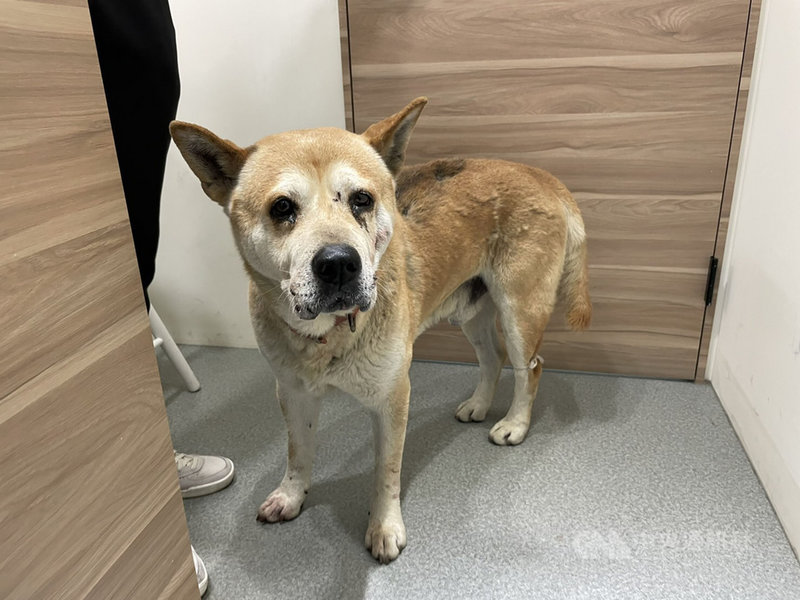 家有毛孩女子淚求警助車底浪犬脫困 地方 中央社cna