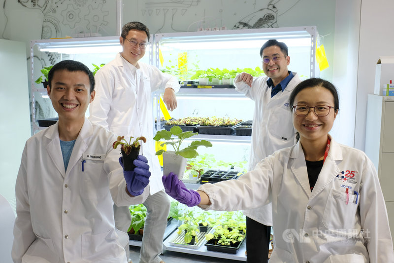 新加坡南洋理工大學主導的團隊研發藉由電信號與植物進行「溝通」的裝置,有助強化食物安全。(南洋理工大學提供) 中央社記者侯姿瑩新加坡傳真 110年3月16日