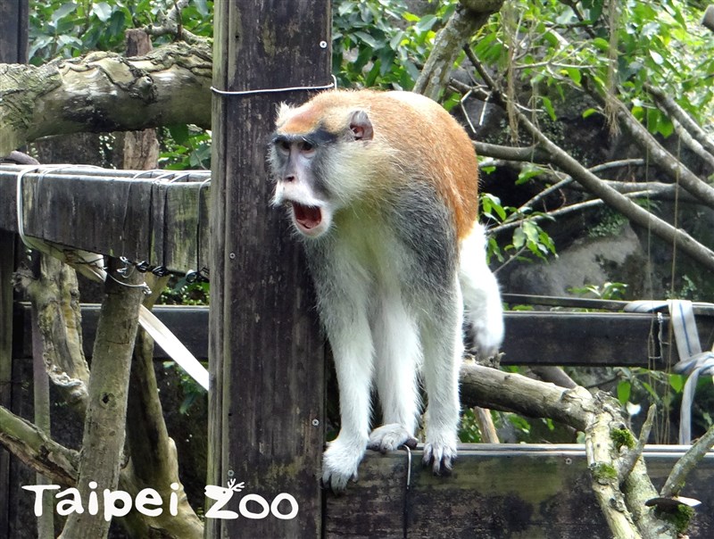 北市動物園又見脫逃事件紅猴 男道 趁隙落跑 生活 重點新聞 中央社cna
