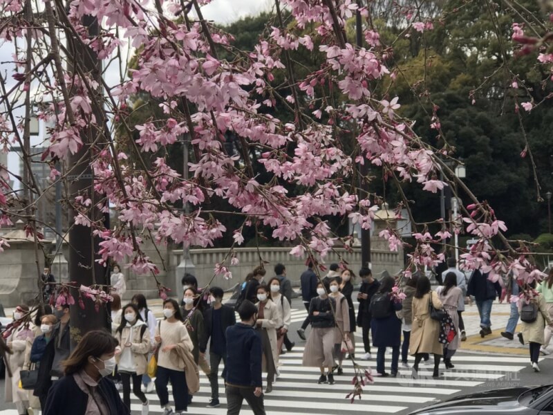 圖為前年3月22日日本原宿車站外開滿櫻花。中央社記者楊明珠東京攝 110年3月22日