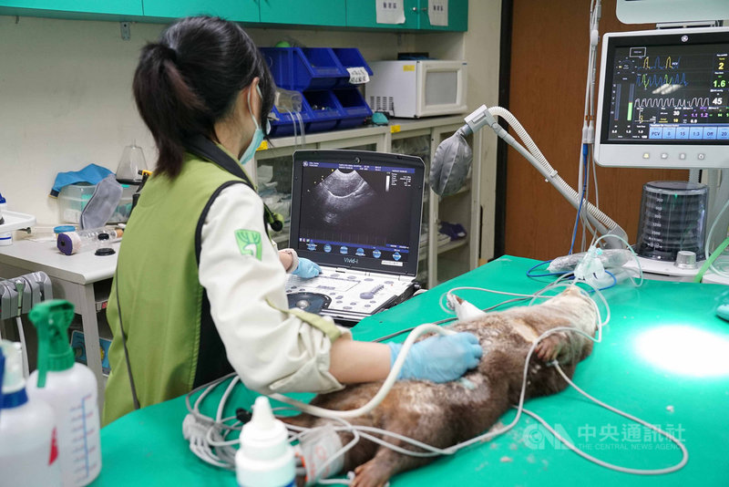 北市動物園水獺莎夏首健檢患有先天心臟疾病 影 生活 中央社cna