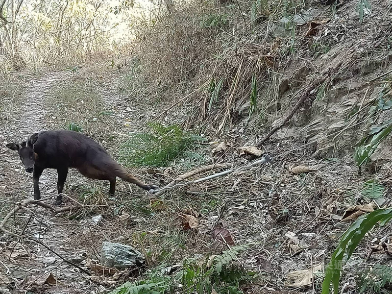 山區誘捕動物陷阱死灰復燃林管處起出山豬吊救猴羊 地方 中央社cna