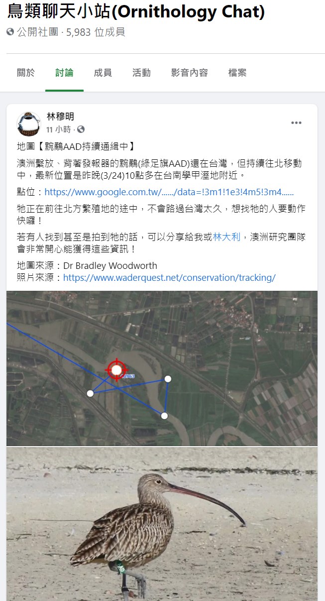 澳洲團隊請台灣鳥友協尋一隻被繫放、右腳繫有綠足旗「AAD」黦鷸,臉書社團中已可見相關訊息。(圖取自鳥類聊天小站臉書社團facebook.com)