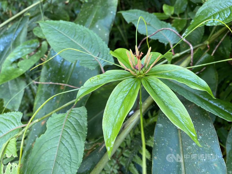 森林護管員揭千元鈔秘密可窺見 七葉一枝花 生活 中央社cna