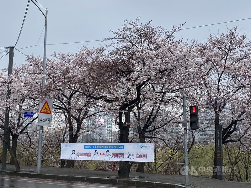 韓國各地櫻花祭報到,但因2019冠狀病毒疾病(COVID-19)疫情未止,許多賞櫻勝地及活動都宣布關閉或取消,圖為首爾汝矣島漢江公園旁防疫宣傳布條。中央社記者廖禹揚首爾攝 110年3月28日
