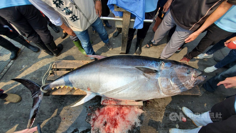 琉球籍漁船「滿吉財號」30日上午駛入東港漁市場的碼頭，要驗明正身的屏東「第一鮪」從船艙吊上來過磅。（東港區漁會提供）中央社記者郭芷瑄傳真　110年3月30日