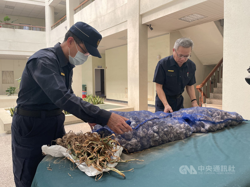 進入蒜頭採收季,雲林台西警分局31日表示,由於今年蒜頭價格高昂,麥寮、東勢等鄉鎮傳出蒜頭遭竊案,近日已破獲3案,逮捕3男1女,訊後分別依法送辦。中央社記者姜宜菁攝 110年3月31日