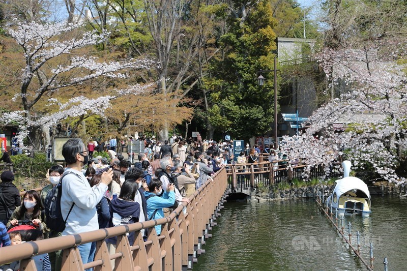東京的井頭恩賜公園由東京都政府管理,約有500棵櫻花樹,是日本賞櫻百選之一。這幾日湧進大批賞櫻客。中央社記者楊明珠東京攝 110年3月28日