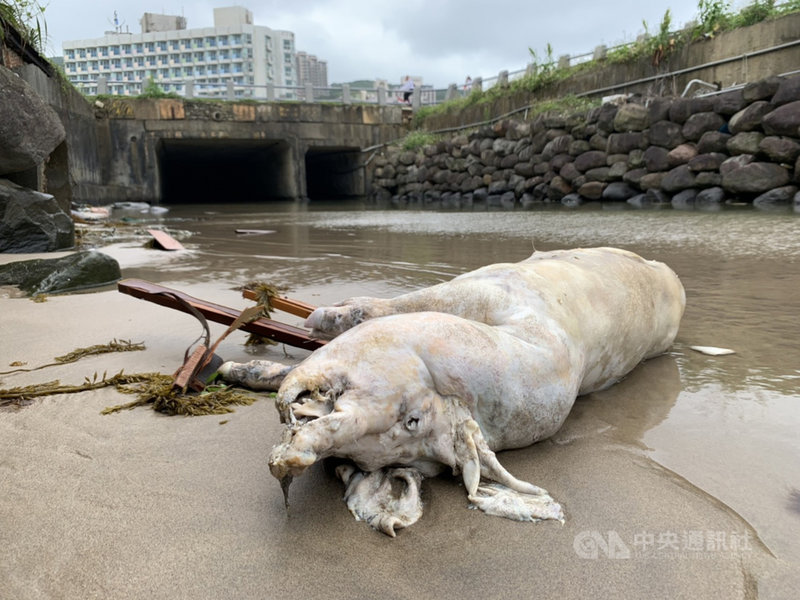 農委會6日表示,4日海巡署在新北市萬里區龜吼平台岸際發現1隻死亡豬隻,檢出非洲豬瘟陽性,是本島首見,周邊11個養豬場已驗4場陰性,其他場數下午結果出爐會陸續公布。(農委會防檢局提供)中央社記者楊淑閔傳真 110年4月6日