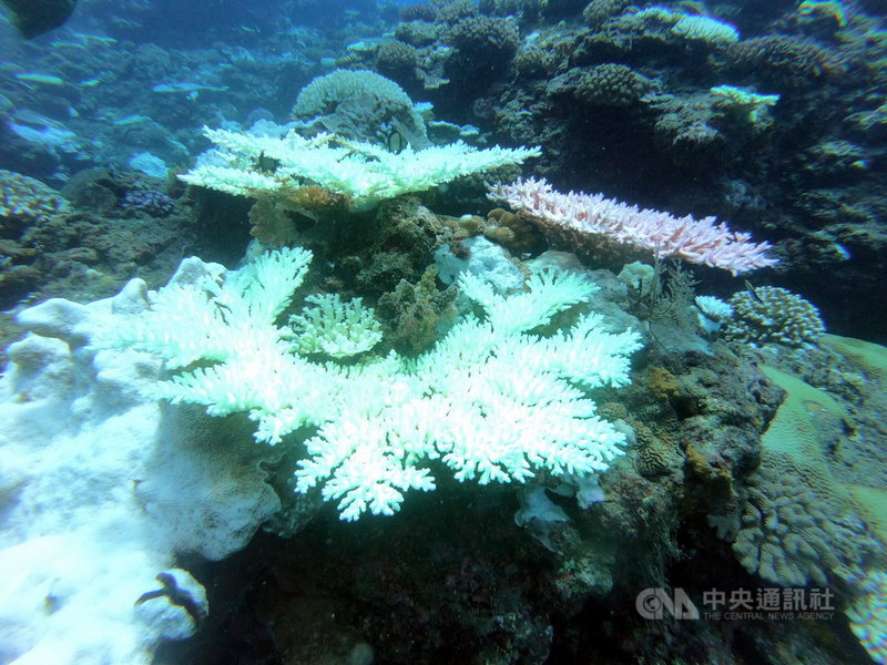 台東綠島、蘭嶼珊瑚白化日益嚴重，台東縣政府呼籲從事水域活動的遊客選擇「海洋友善商品」或是採取穿長袖等物理性防曬，避免使用化學防曬乳危害珊瑚。（台東縣政府提供）中央社記者盧太城台東傳真 110年4月6日