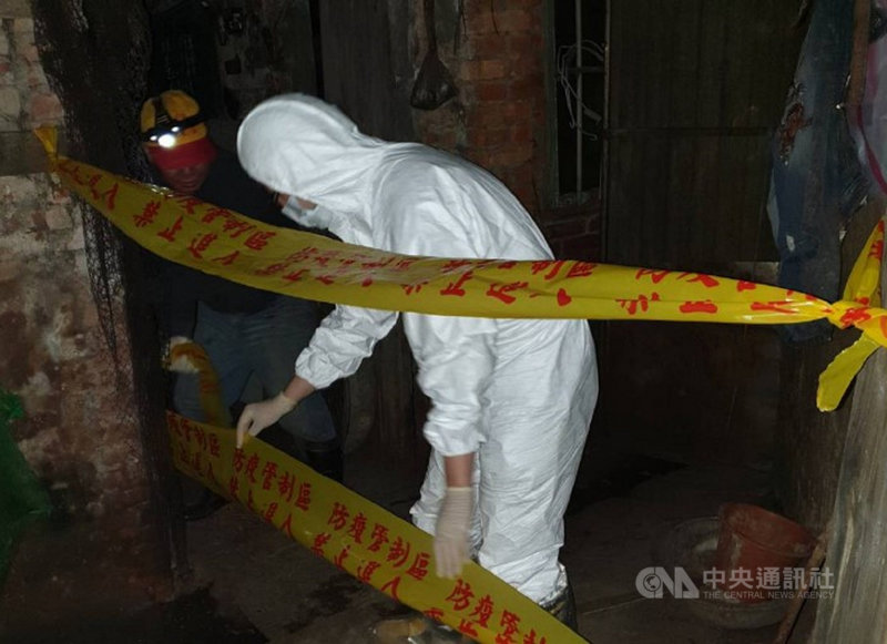 新北萬里沙灘海漂豬隻驗出非洲豬瘟病毒陽性反應後,新北市立即成立非洲豬瘟確診應變中心,防範疫病擴散的可能。(新北動保處提供)中央社記者王鴻國傳真 110年4月6日