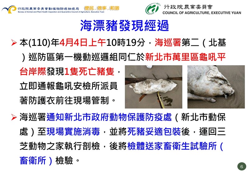 新北市萬里發現海漂死豬,檢驗出非洲豬瘟病毒陽性。(防檢局提供)