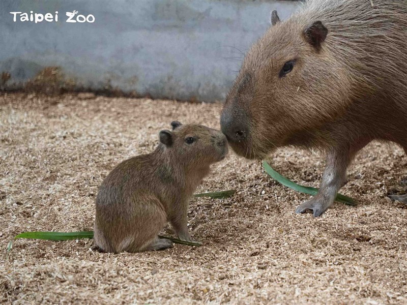 台北市立動物園向台南市頑皮世界野生動物園借展的水豚「阿皮」2月27日產下水豚寶寶,取名為「車車」。(圖取自facebook.com/TaipeiZoo)
