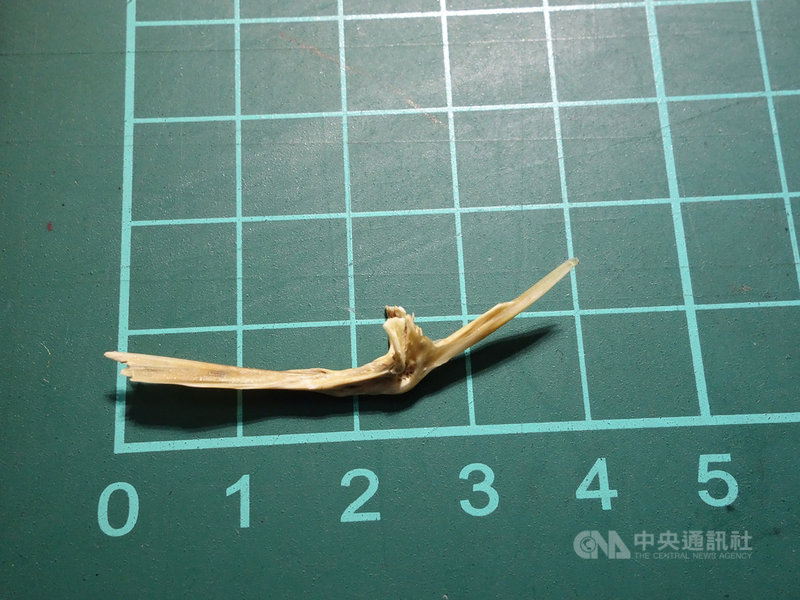 嘉義一名婦人1年多前開始不斷劇烈咳嗽,近日到大林慈濟醫院胸腔內科就醫找到病因,竟是支氣管卡一支4公分長的魚刺。(大林慈濟醫院提供)中央社記者蔡智明傳真 110年4月7日