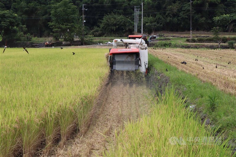主計總處公布3月消費者物價指數(CPI)年增率為1.26%,其中米價上漲4.77%,創61個月以來最大增幅。(中央社檔案照片)