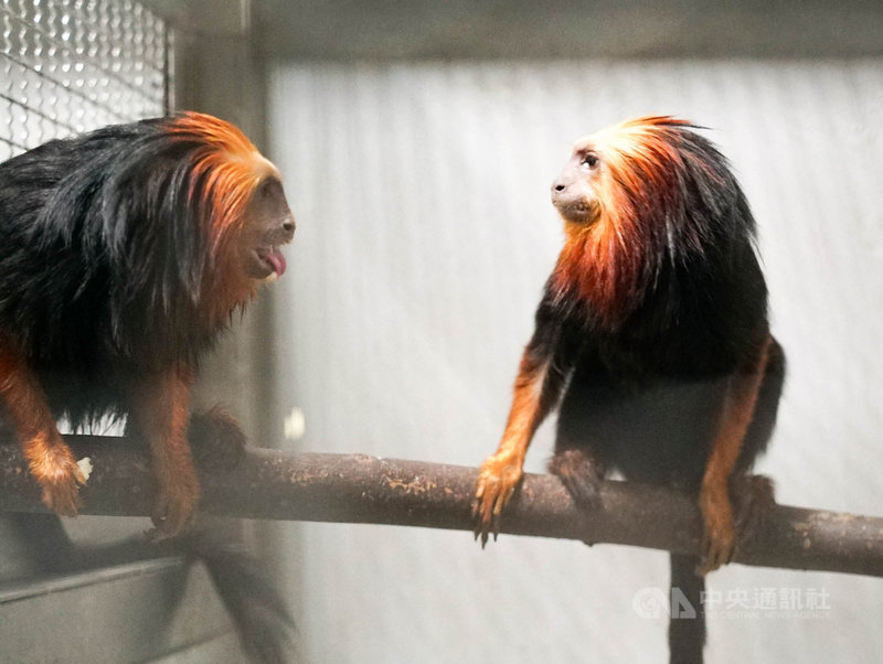 台北市立動物園9日表示,動物園向新加坡調度「金頭獅狨」(圖)等動物園首次引進的物種,待牠們完成檢疫、適應新環境後就能和民眾見面。(台北市立動物園提供)中央社記者陳昱婷傳真 110年4月9日