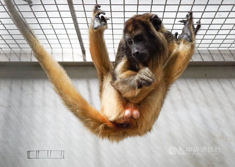 台北市立動物園9日表示,動物園透過歐洲瀕危物種保育計畫向新加坡引進的「黑吼猴」已於7日晚間平安抵達園區,將接受為期一個月的檢疫。(台北市立動物園提供)中央社記者陳昱婷傳真 110年4月9日