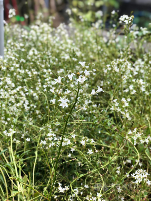 在「台灣維管束植物紅皮書目錄」列為已滅絕物種的「澤珍珠菜」相隔百餘年後,去年被民眾在基隆發現它的蹤跡。無黨籍基隆市議員王醒之10日表示,相關單位異地育苗成功,近期擬將部分移植回原發現地。(王醒之提供)中央社記者沈如峰基隆傳真 110年4月10日