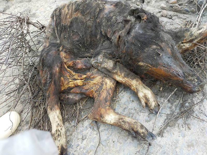 海巡署中部分署第三岸巡隊11日表示,彰化縣洋仔厝大排出海口9日發現一隻死亡豬隻,立即聯繫彰化縣動物防疫所派員處置,豬屍採樣後燒毀,非洲豬瘟檢驗結果為陰性。(第三岸巡隊提供)中央社記者蕭博陽彰化傳真 110年4月11日