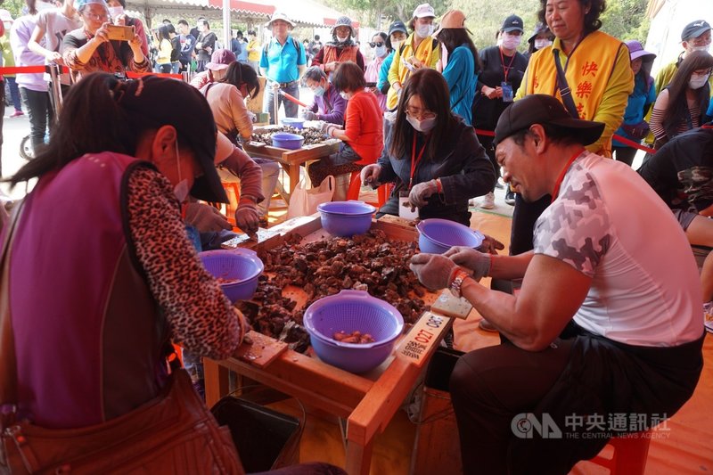 暫停1年的金門縣金寧鄉石蚵小麥文化季11日在古寧頭和平紀念公園廣場登場,雖因疫情縮小規模舉行,但重頭戲剝蚵比賽仍吸引大批民眾熱情參與,日本藝人夢多(右)也前往體驗。中央社記者黃慧敏攝 110年4月11日