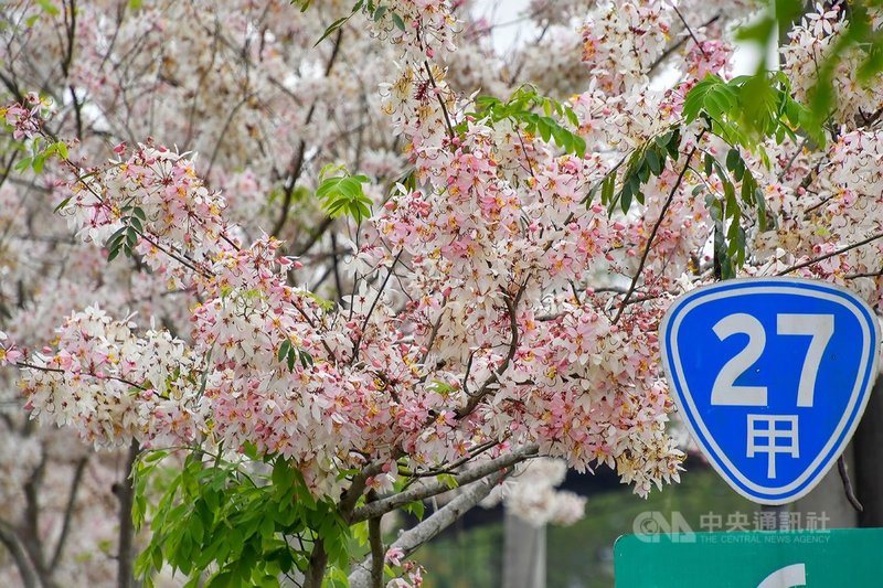 高雄市六龜區台27甲公路沿線兩旁的花旗木盛開,整串粉嫩的花旗木大爆花,畫面絕美浪漫,高雄市長陳其邁也在臉書(Facebook)發文,形容是「絕美天堂路」。(高市府提供)中央社記者王淑芬傳真 110年4月11日