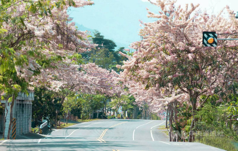 高雄市六龜區台27甲公路沿線兩旁的花旗木盛開,粉色花朵綻滿枝頭,高雄市長陳其邁在臉書(Facebook)發文讚嘆,還形容是「絕美天堂路」。(高市府提供)中央社記者王淑芬傳真 110年4月11日